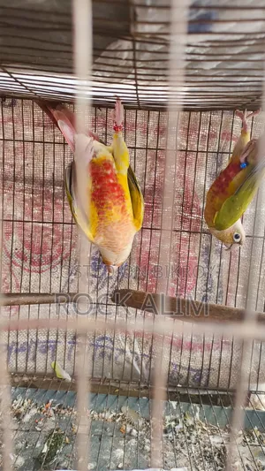 Pineapple Conure Red Factor