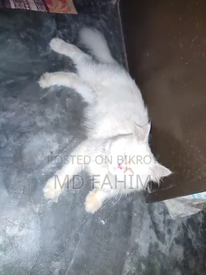 ১+ বছর বয়সী খাঁটি পার্সিয়ান মাদী বিড়াল