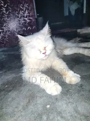 1+ year Female Purebred Persian