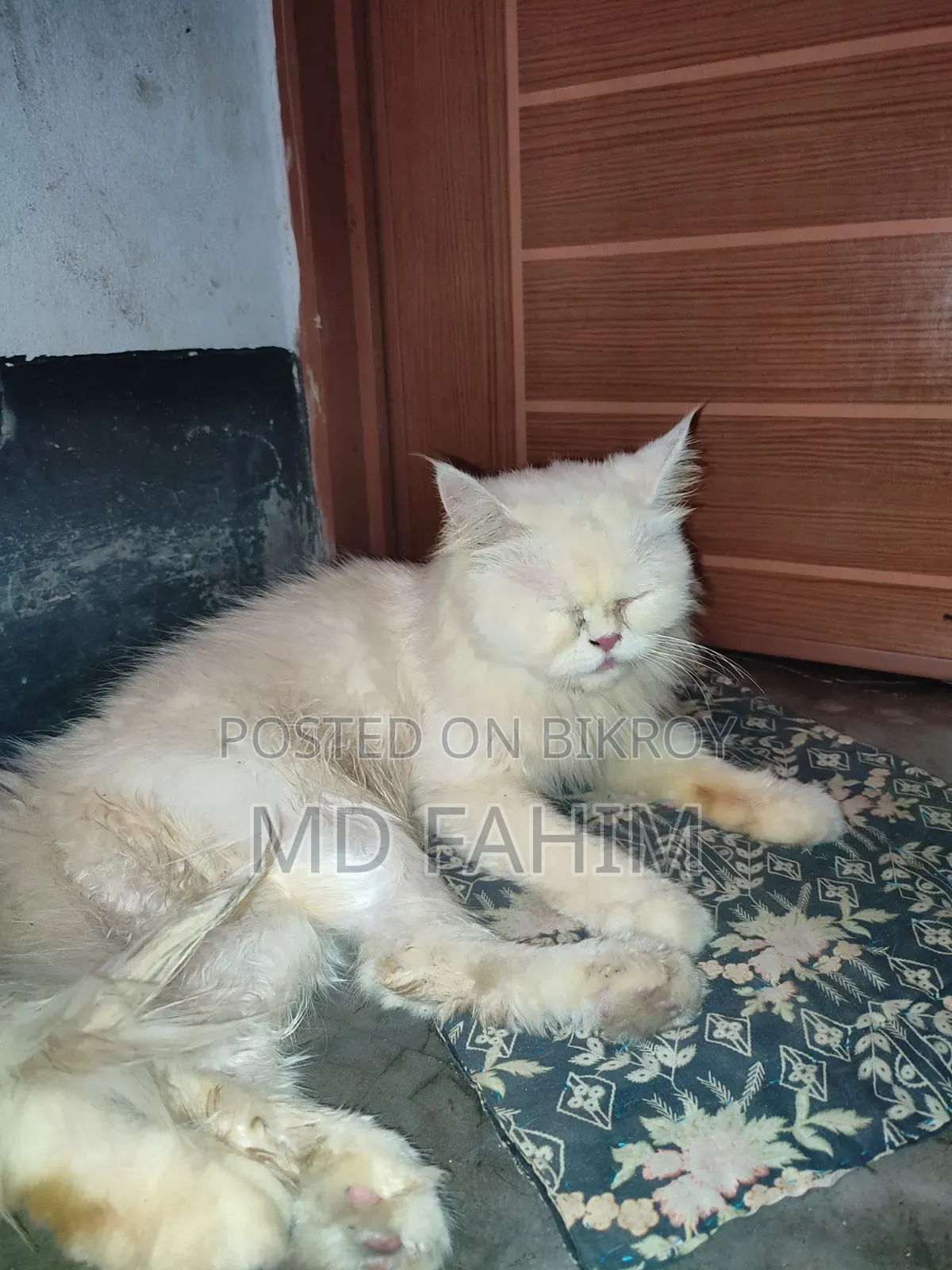 1+ year Female Purebred Persian
