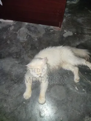 1+ year Female Purebred Persian