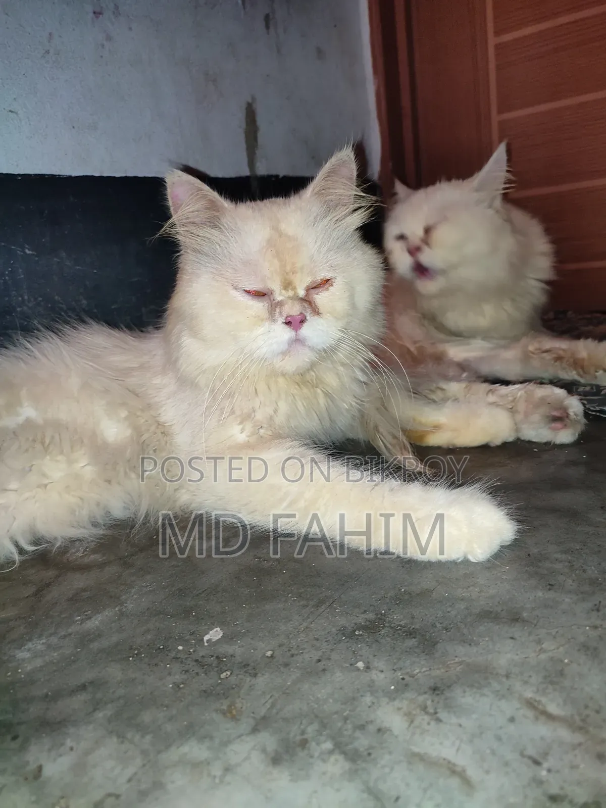 1+ year Female Purebred Persian