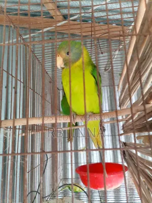 Talking Ringneck Parrot