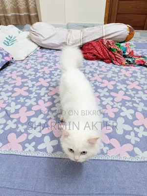৩-৬ মাস বয়সী পুরুষ বিশুদ্ধ পার্সিয়ান