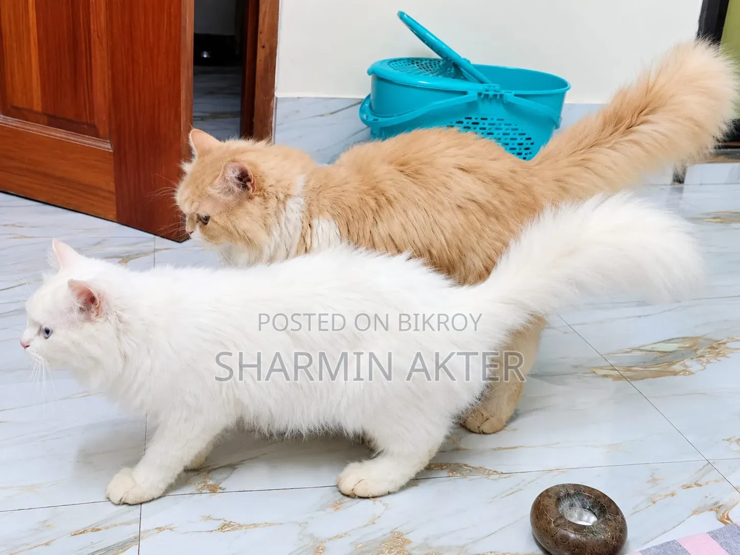৩-৬ মাস বয়সী পুরুষ বিশুদ্ধ পার্সিয়ান