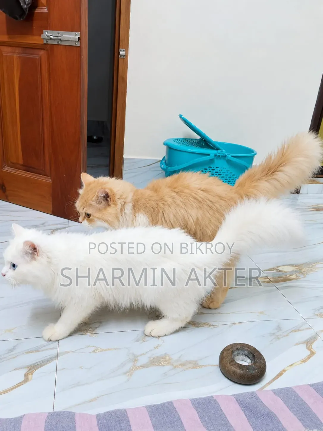 ৬-১২ মাস বয়সী পুরুষ বিশুদ্ধ পার্সিয়ান