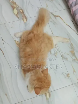 ৬-১২ মাস বয়সী পুরুষ বিশুদ্ধ পার্সিয়ান