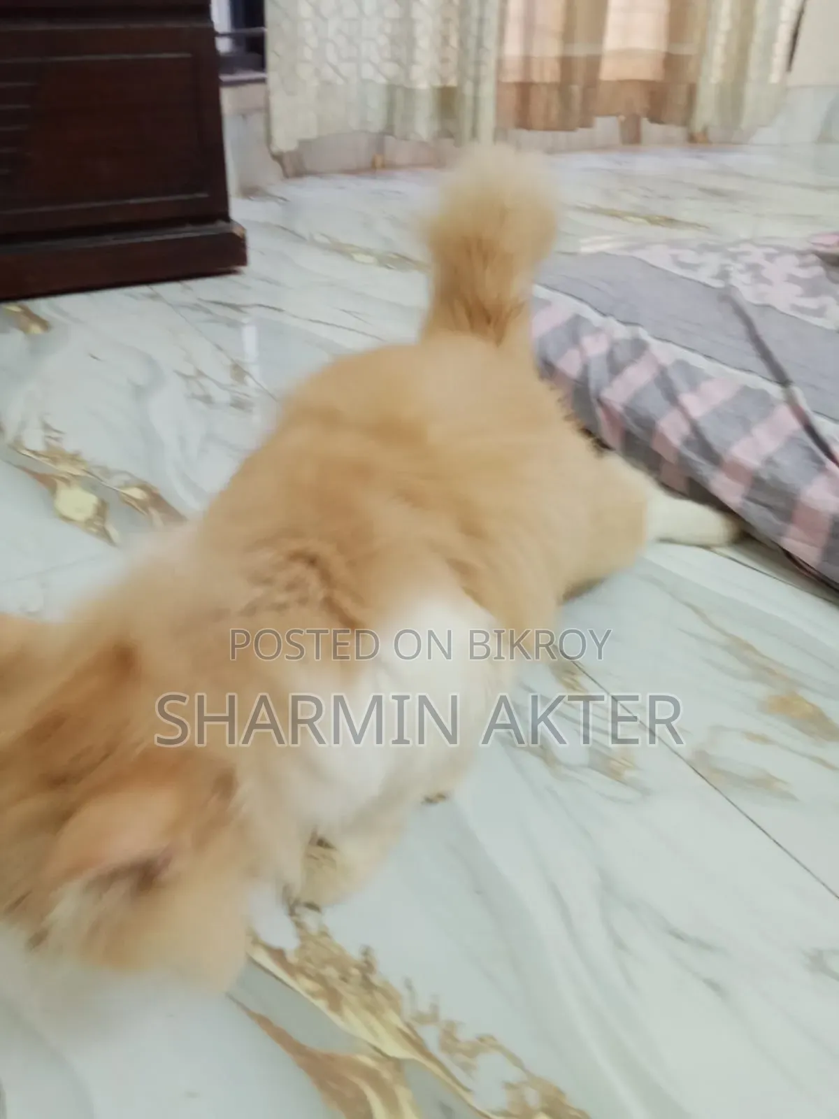 ৬-১২ মাস বয়সী পুরুষ বিশুদ্ধ পার্সিয়ান