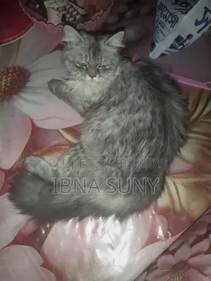 ১+ বছরের মহিলা পিওরব্রেড পার্সিয়ান