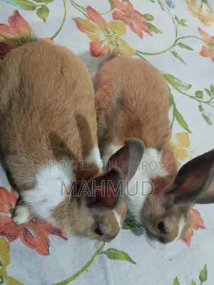 Male and Female Rabbits