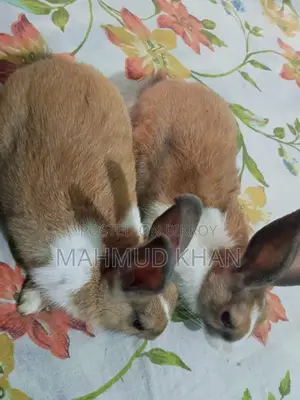 Male and Female Rabbits