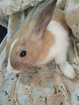 Male and Female Rabbits