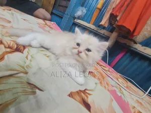১-৩ মাস বয়সী পুরুষ খাঁটি পার্সিয়ান