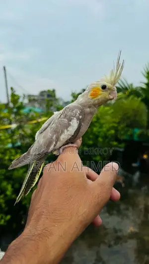 Cockatiel Bird