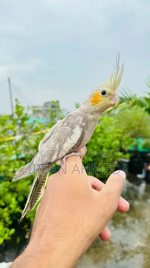 Cockatiel Bird