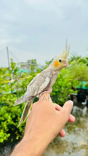 Cockatiel Bird
