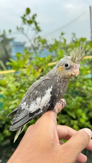 Cockatiel Bird
