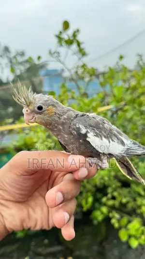 Cockatiel Bird