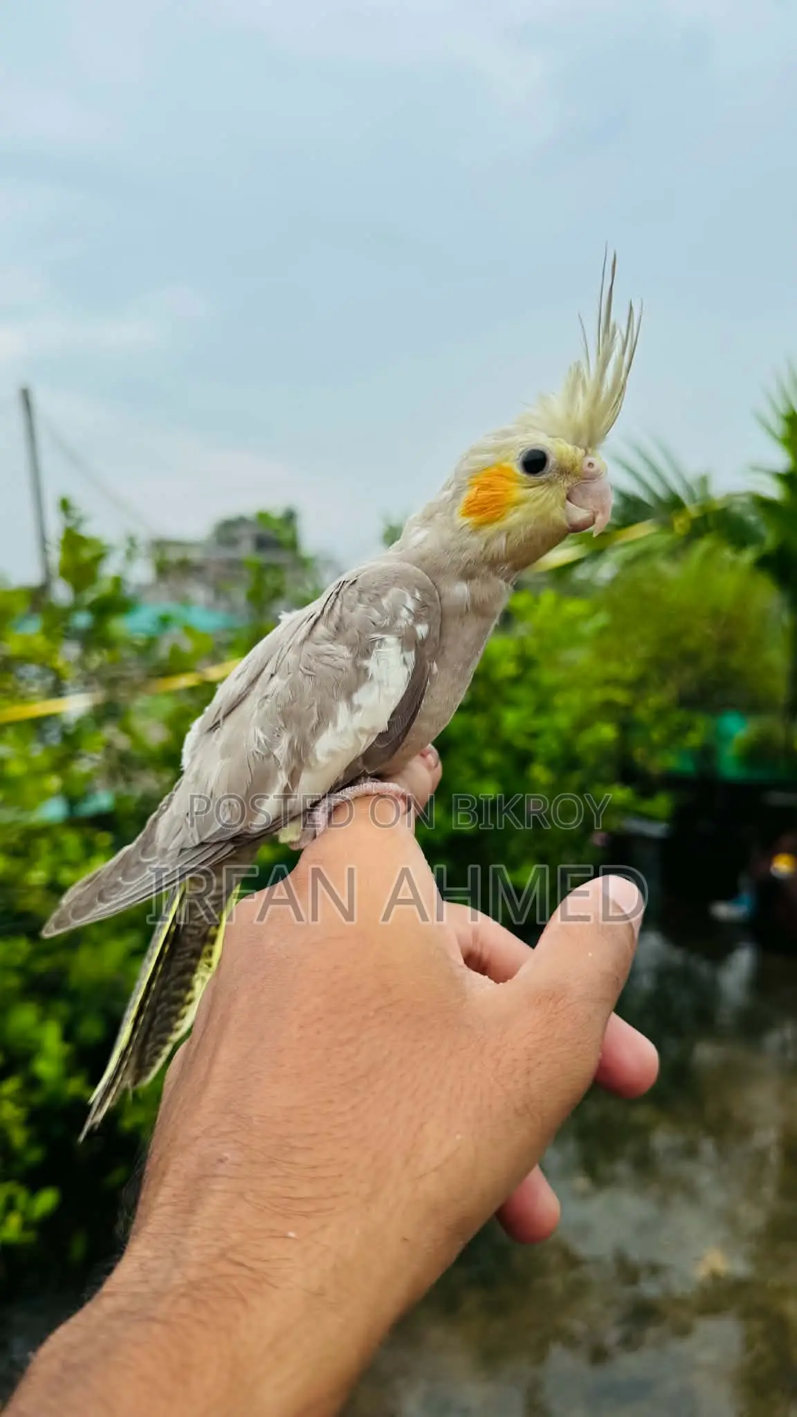 Cockatiel Bird