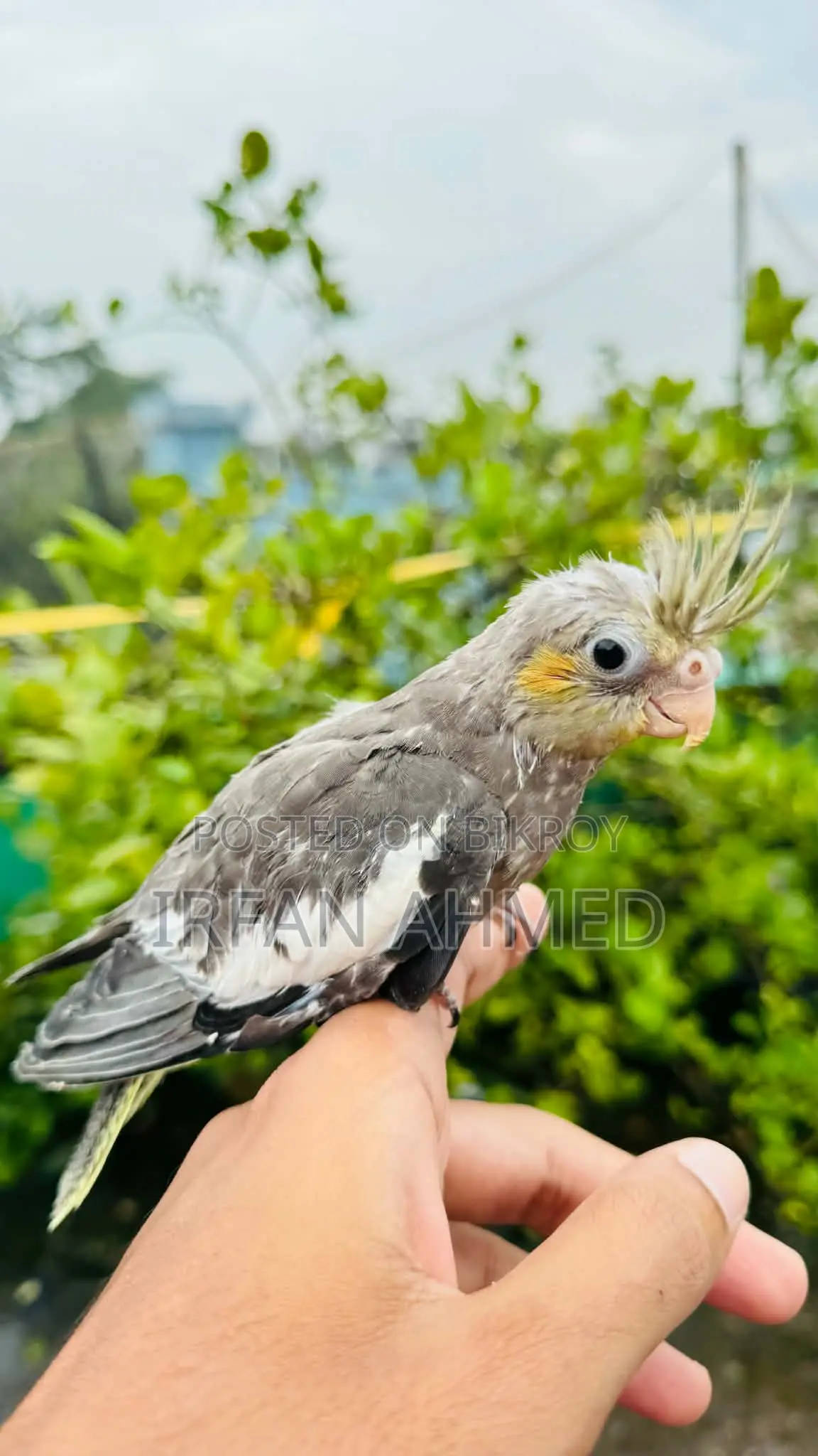 Cockatiel Bird