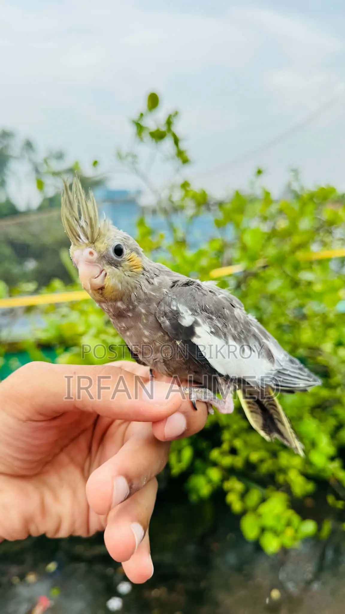 Cockatiel Bird