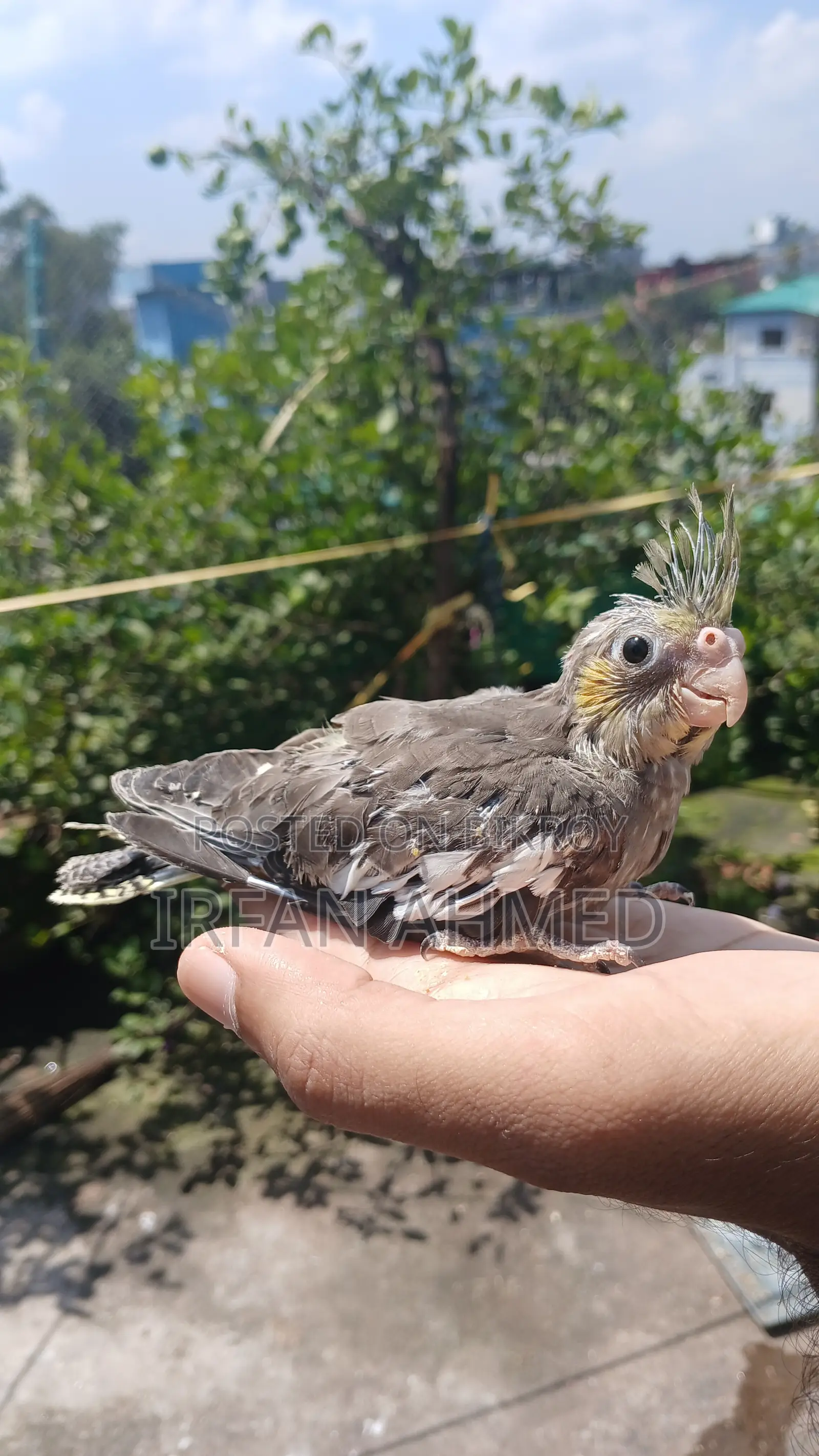 Cockatiel Bird