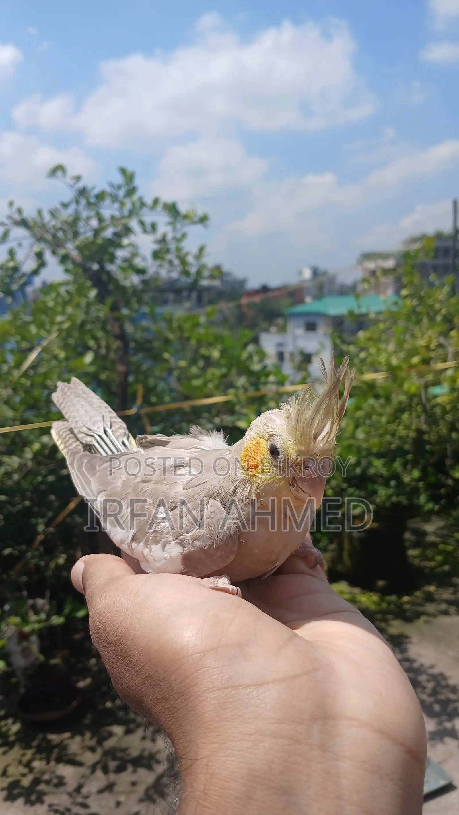 Cockatiel Bird