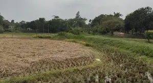 38 katha land for sale.