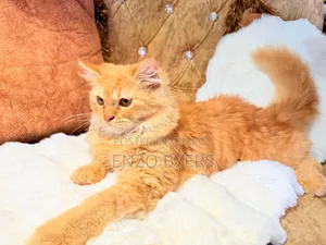 1-3 months Male Purebred Persian