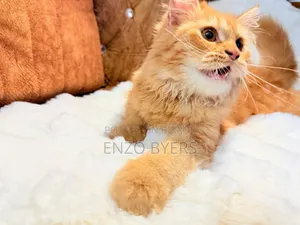 1-3 months Male Purebred Persian