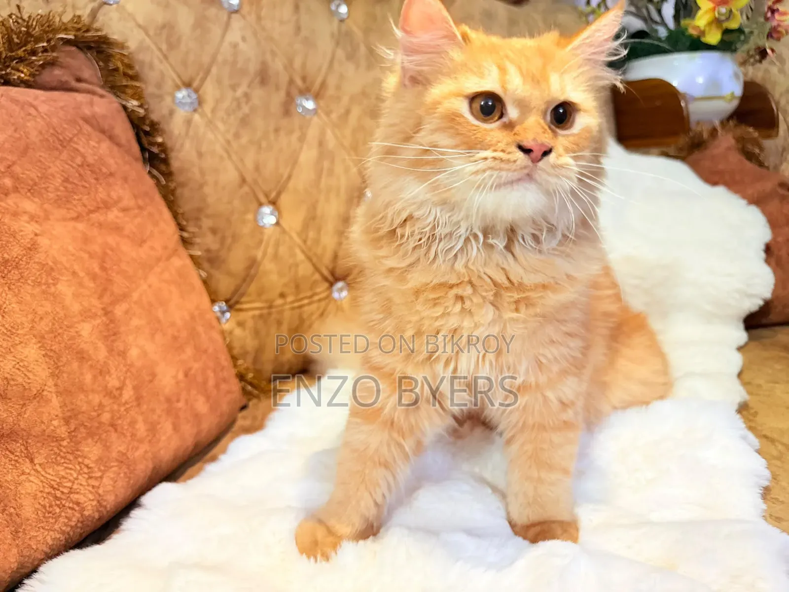 1-3 months Male Purebred Persian