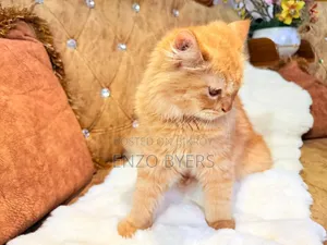 1-3 months Male Purebred Persian