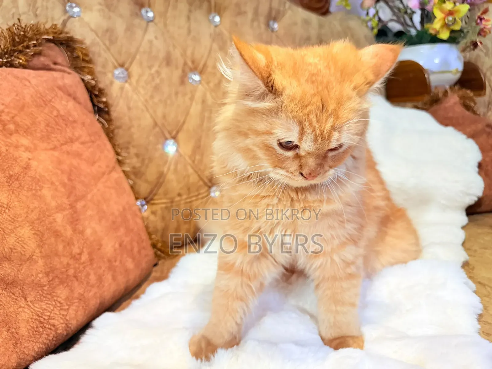 1-3 months Male Purebred Persian