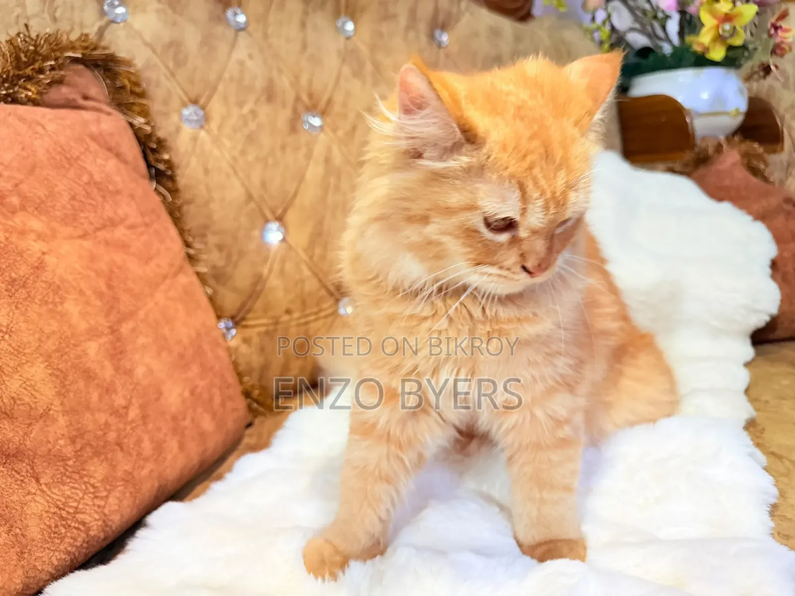 1-3 months Male Purebred Persian