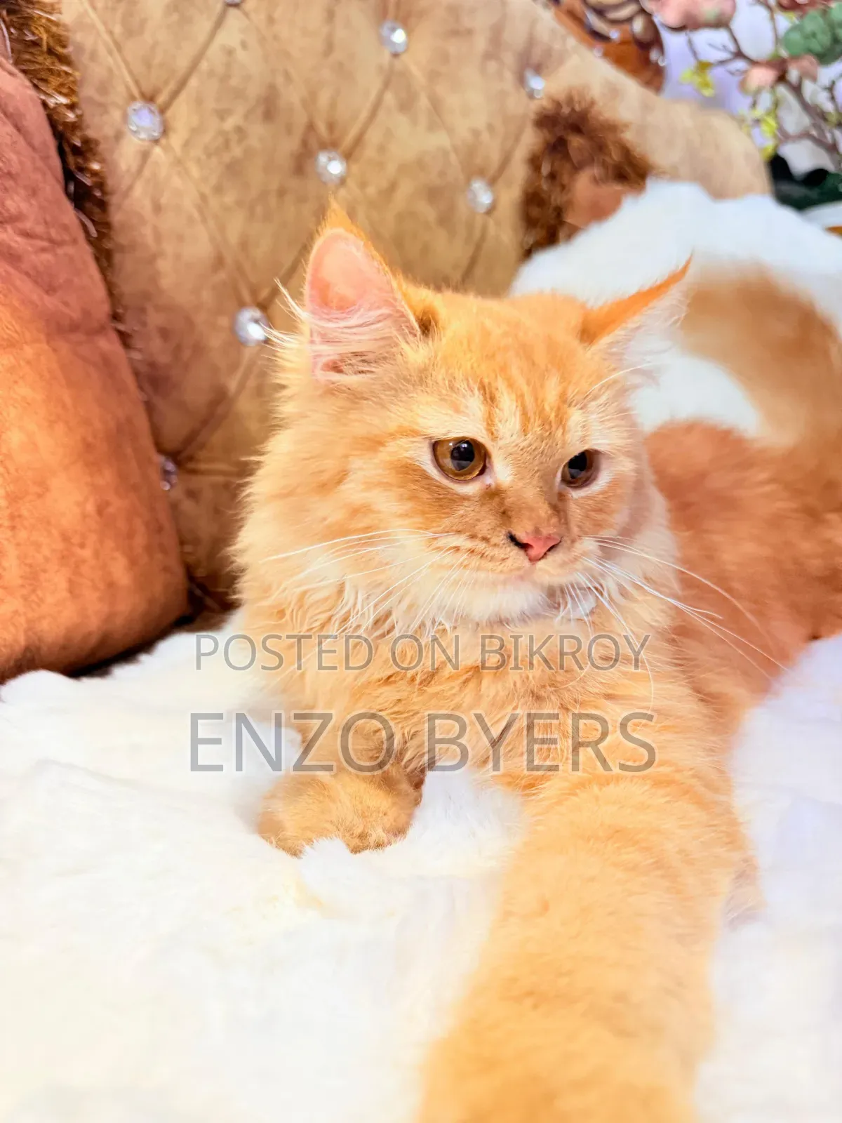 1-3 months Male Purebred Persian