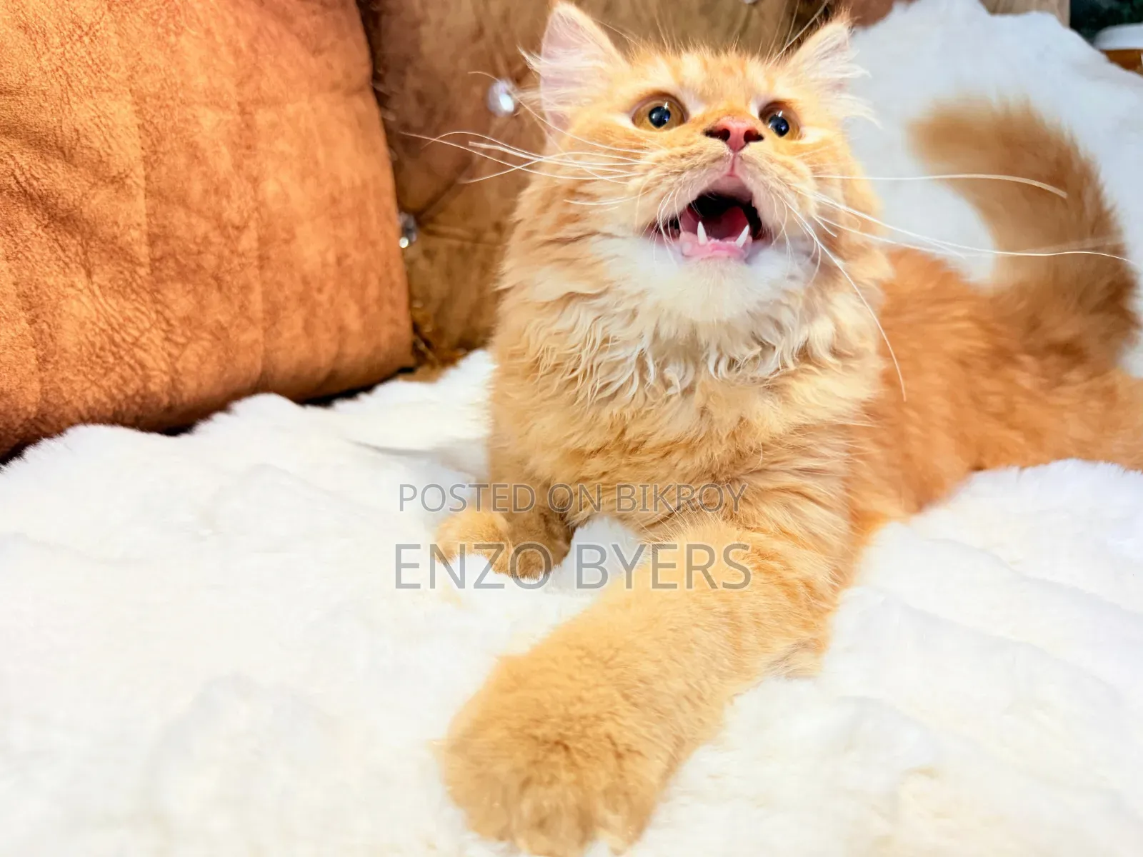 1-3 months Male Purebred Persian
