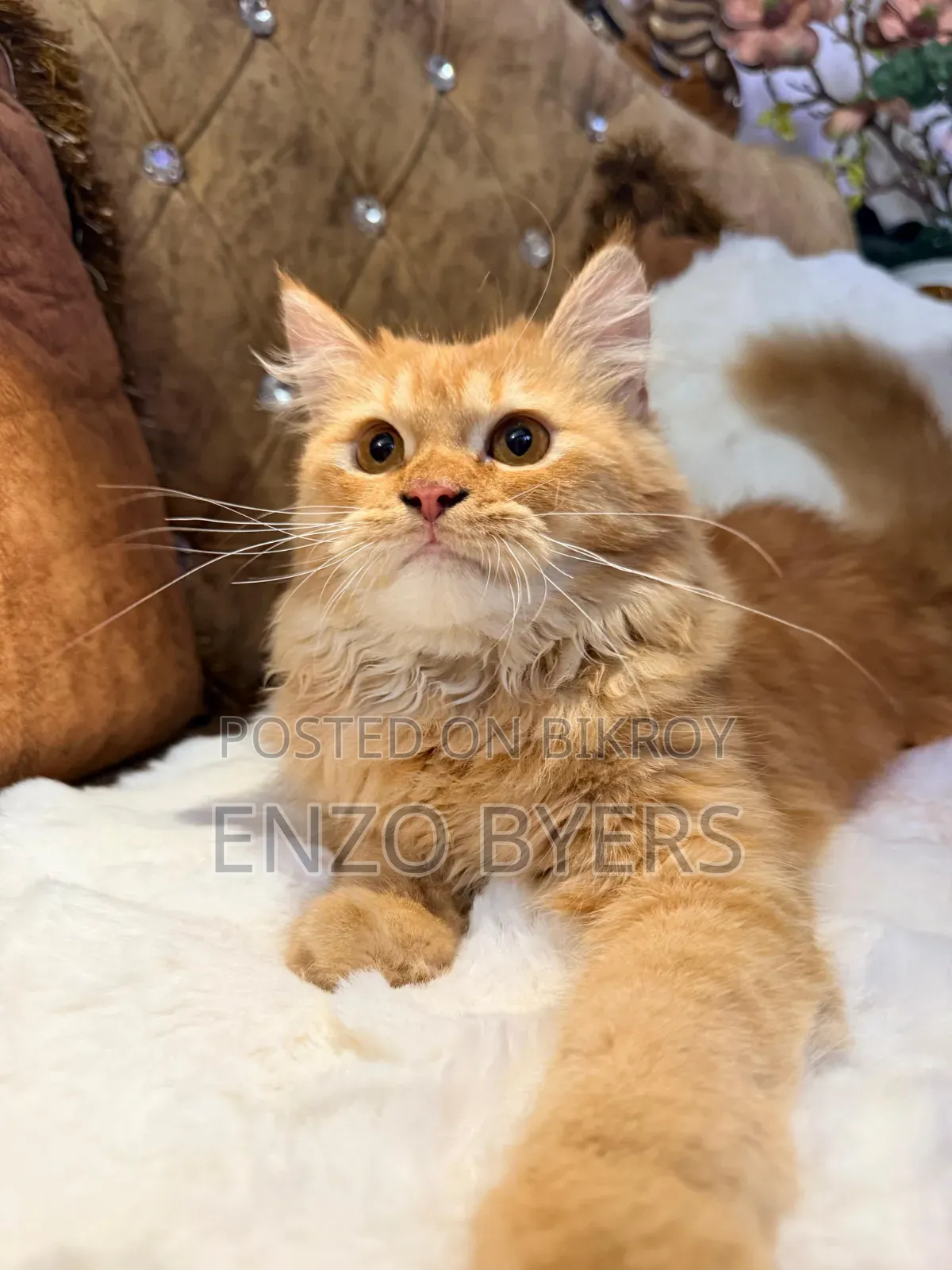 1-3 months Male Purebred Persian