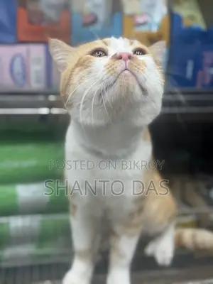 6-12 months Male Purebred British Shorthair