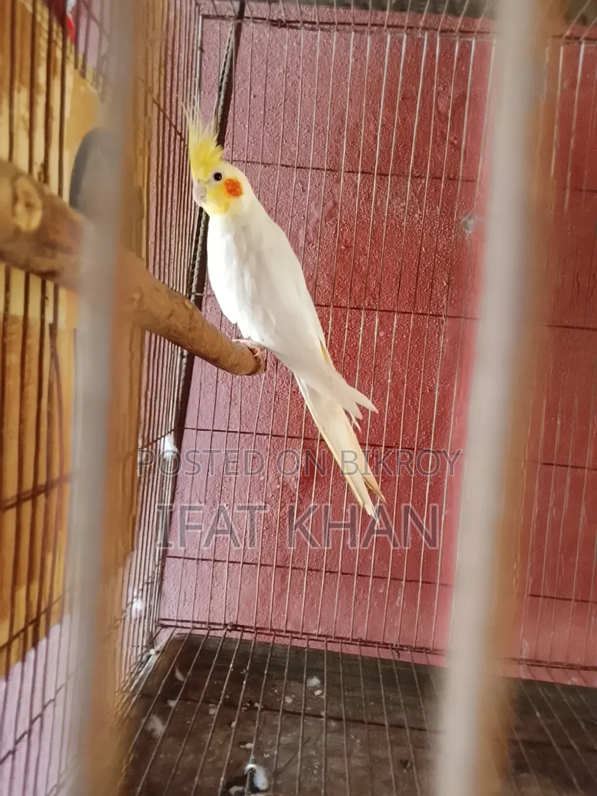 লুটিনো রান্নিং মেইল