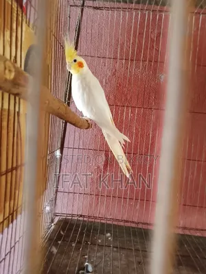 লুটিনো রান্নিং মেইল