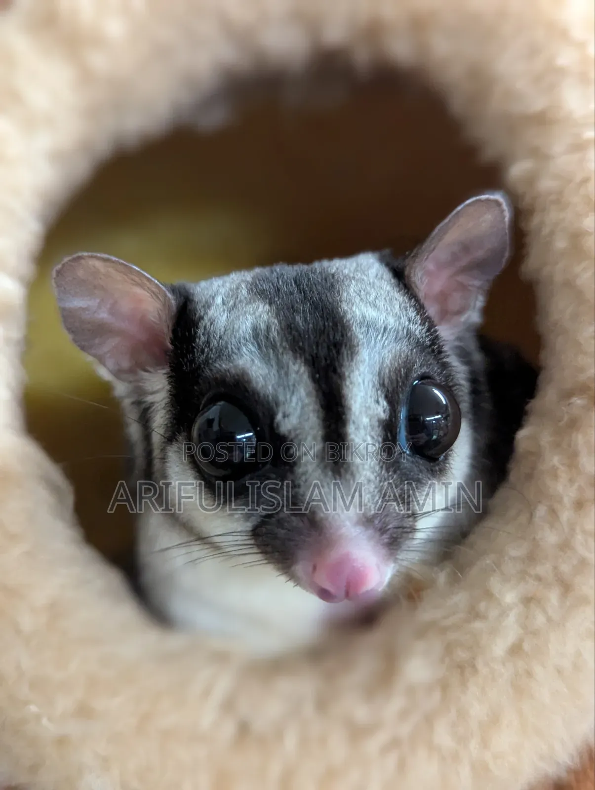 Tame Sugar Glider Baby