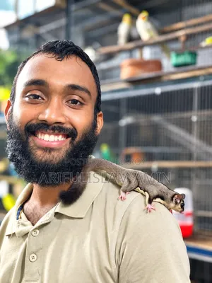 Tame Sugar Glider Baby