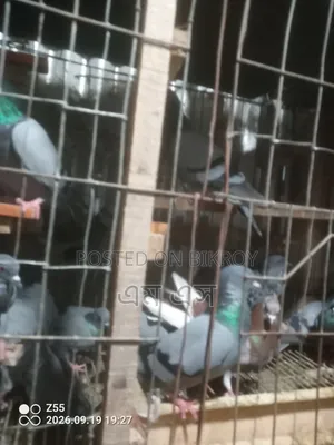 Wild Jalali Pigeon