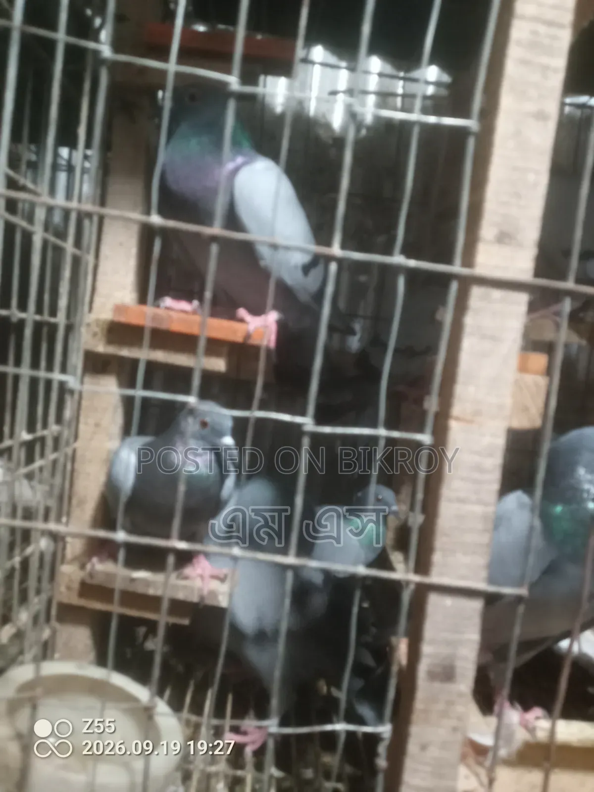 Wild Jalali Pigeon