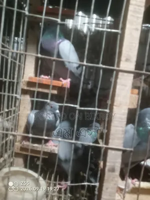 Wild Jalali Pigeon