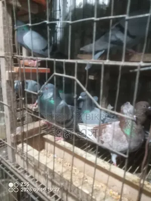 Wild Jalali Pigeon