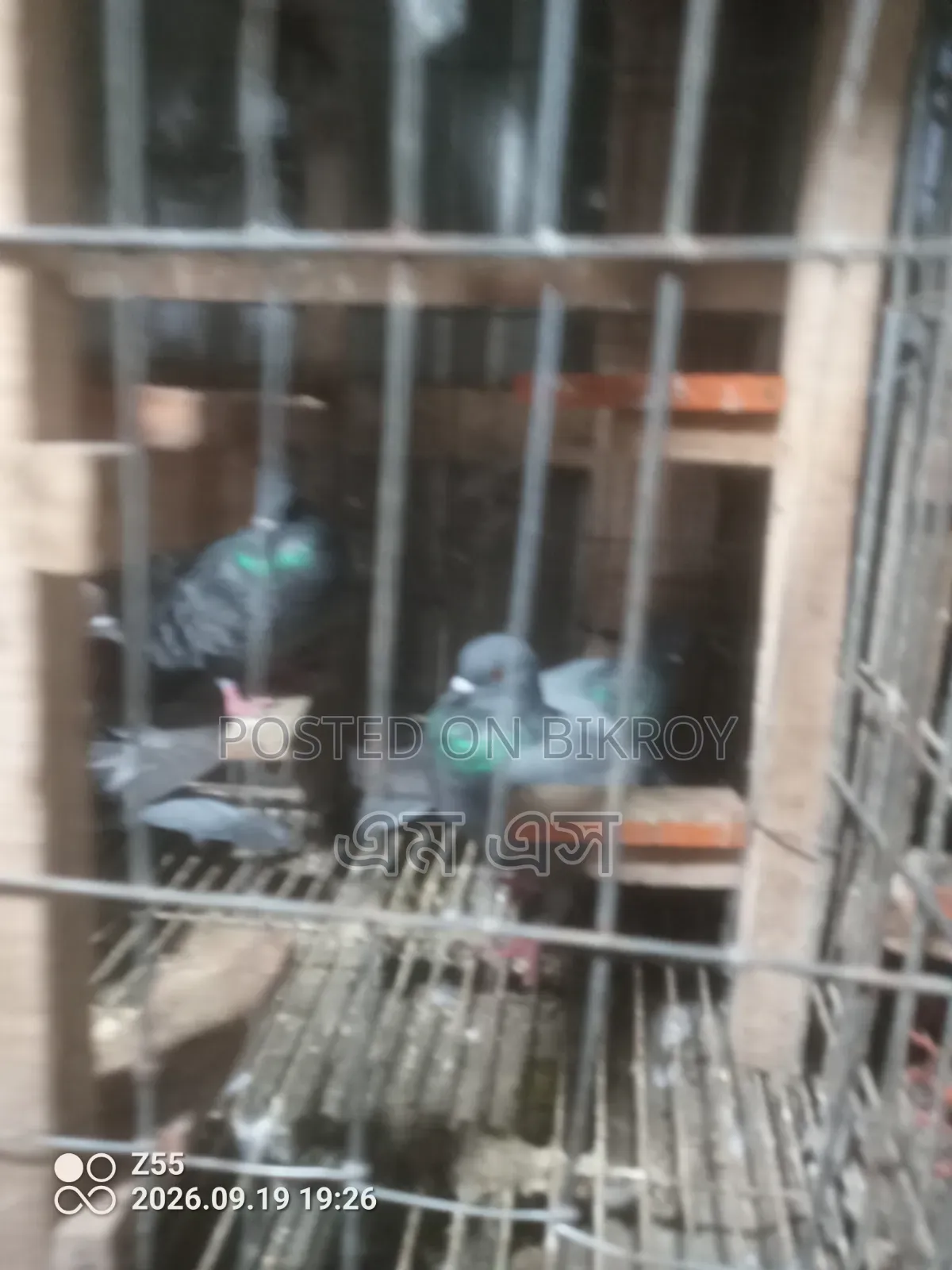 Wild Jalali Pigeon