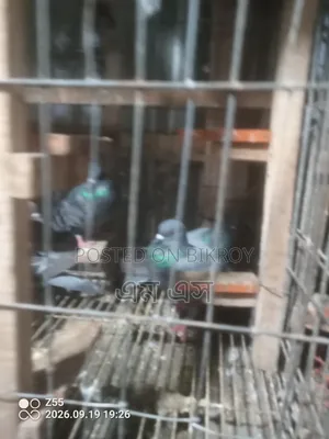 Wild Jalali Pigeon