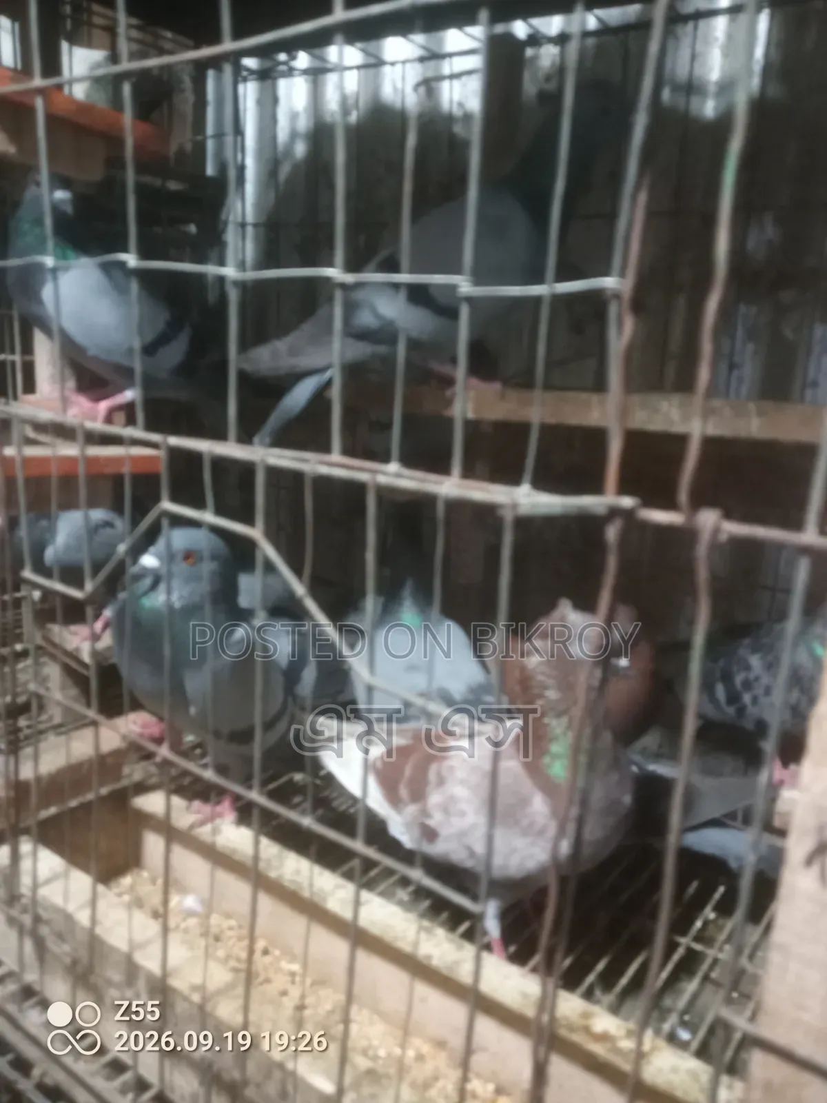 Wild Jalali Pigeon
