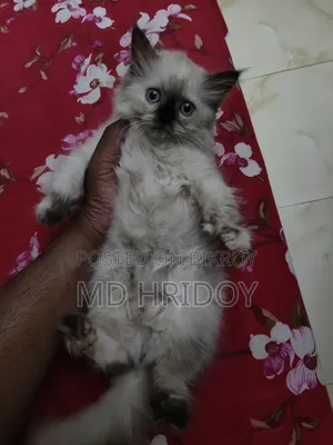 ১-৩ মাস বয়সী ফিমেল পিওরব্রেড পার্সিয়ান